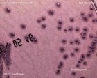 Yersinia pestis CIN agar